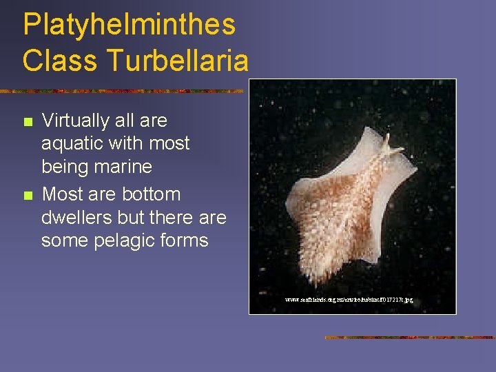 Platyhelminthes Class Turbellaria n n Virtually all are aquatic with most being marine Most
