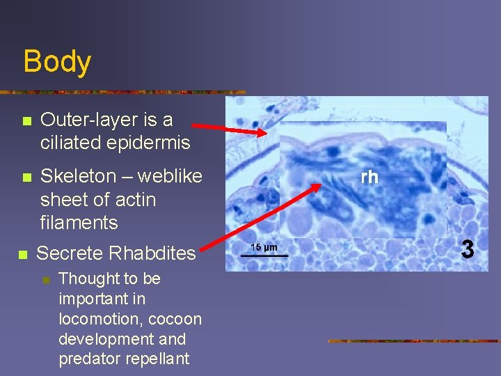 Body n Outer-layer is a ciliated epidermis n Skeleton – weblike sheet of actin
