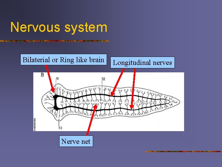 Nervous system Bilaterial or Ring like brain Nerve net Longitudinal nerves 