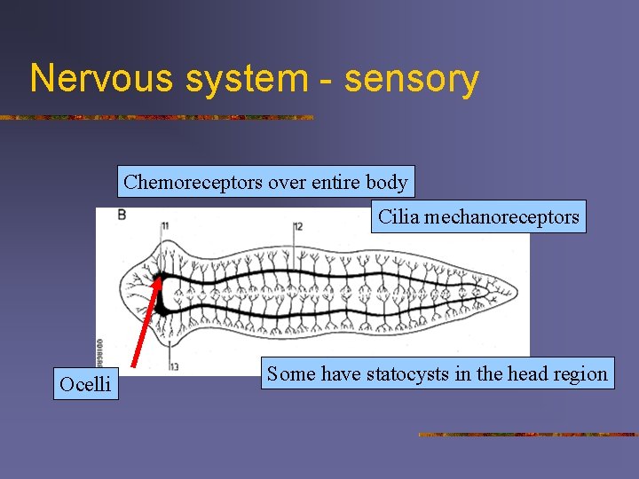 Nervous system - sensory Chemoreceptors over entire body Cilia mechanoreceptors Ocelli Some have statocysts