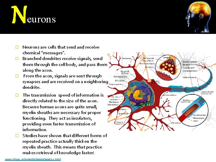 N eurons Neurons are cells that send and receive chemical “messages”. � Branched dendrites