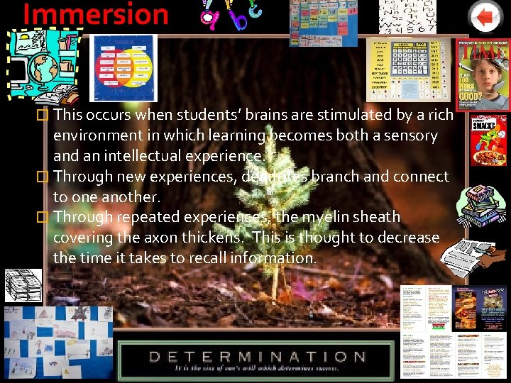 Immersion � This occurs when students’ brains are stimulated by a rich environment in