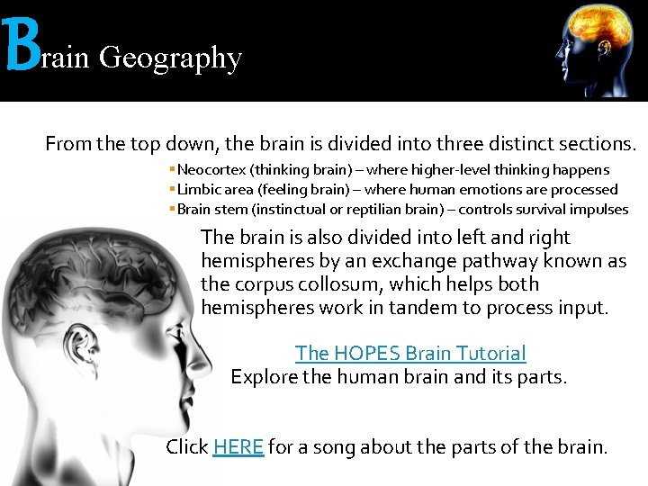 B rain Geography From the top down, the brain is divided into three distinct