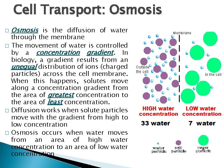 Cell Transport: Osmosis � Osmosis is the diffusion of water through the membrane �