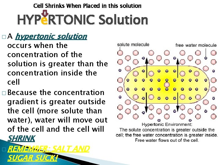 Cell Shrinks When Placed in this solution HYPe. RTONIC Solution �A hypertonic solution occurs