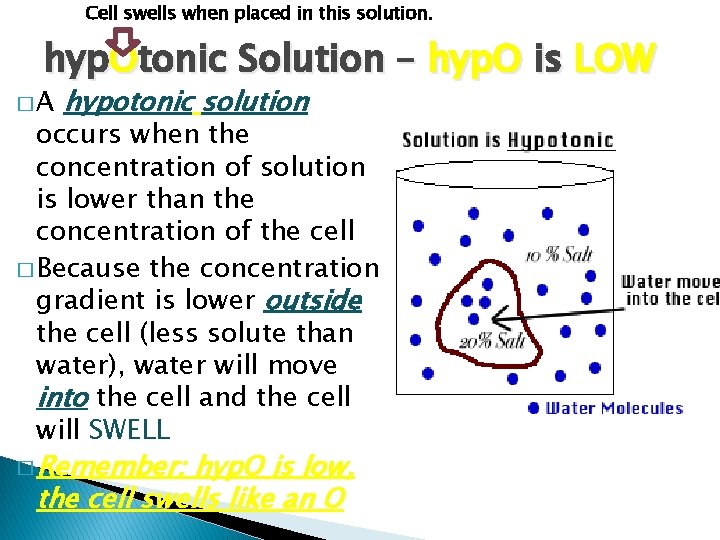 Cell swells when placed in this solution. hyp. Otonic Solution – hyp. O is