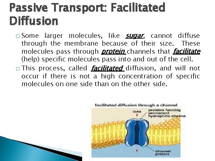 Passive Transport: Facilitated Diffusion Some larger molecules, like sugar, cannot diffuse through the membrane