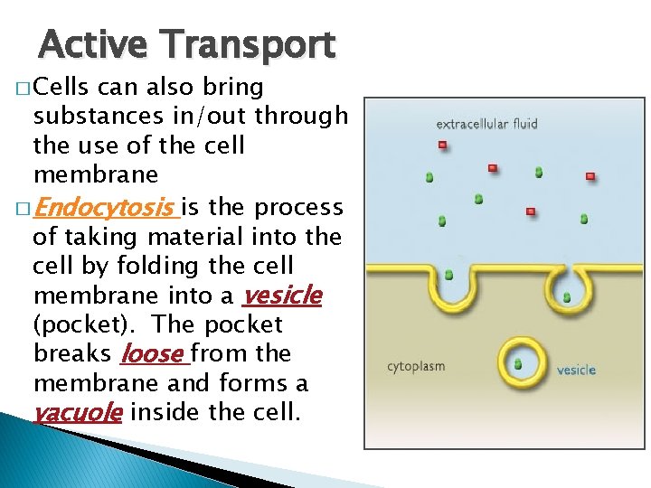 Active Transport � Cells can also bring substances in/out through the use of the