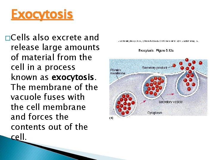 Exocytosis � Cells also excrete and release large amounts of material from the cell