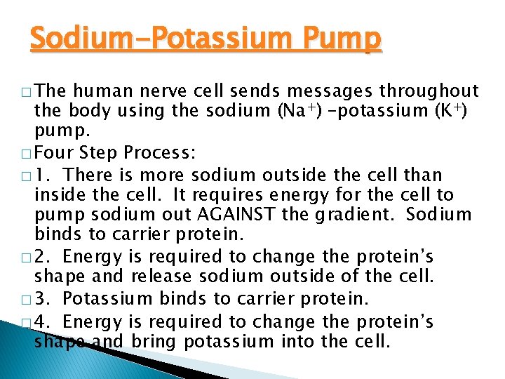 Sodium-Potassium Pump � The human nerve cell sends messages throughout the body using the