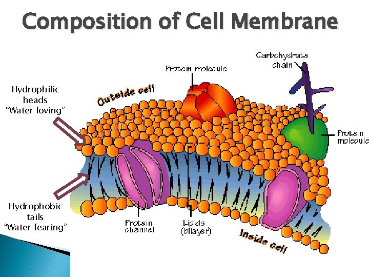 Composition of Cell Membrane Hydrophilic heads “Water loving” Hydrophobic tails “Water fearing” 