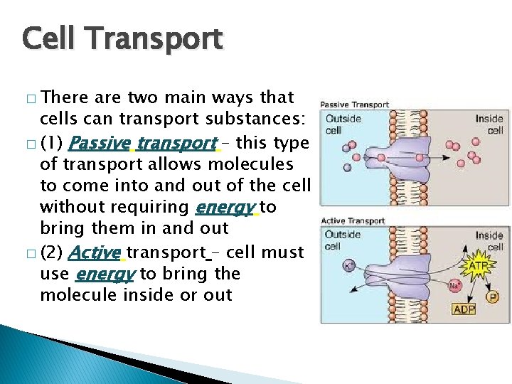 Cell Transport � There are two main ways that cells can transport substances: �