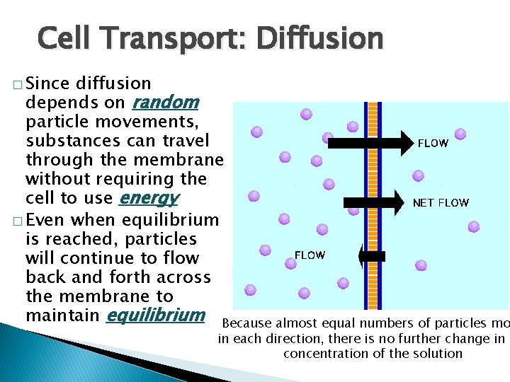 Cell Transport: Diffusion � Since diffusion depends on random particle movements, substances can travel