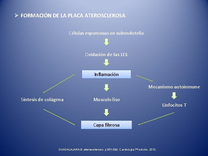 Ø FORMACIÓN DE LA PLACA ATEROSCLEROSA Células espumosas en subendotelio Oxidación de las LDL