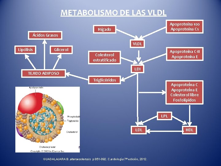 METABOLISMO DE LAS VLDL Apoproteína 100 Apoproteína Cs Hígado Ácidos Grasos VLDL Lipólisis Glicerol