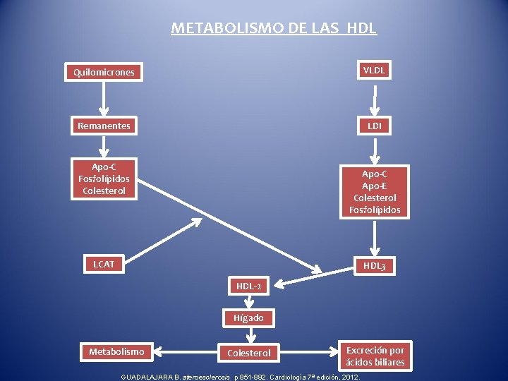 METABOLISMO DE LAS HDL Quilomicrones VLDL Remanentes LDI Apo-C Fosfolípidos Colesterol Apo-C Apo-E Colesterol