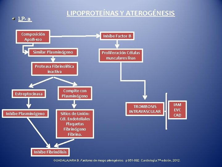 LIPOPROTEÍNAS Y ATEROGÉNESIS LP- a Composición Apo. B-100 Inhibe Factor B Similar Plasminógeno Proliferación