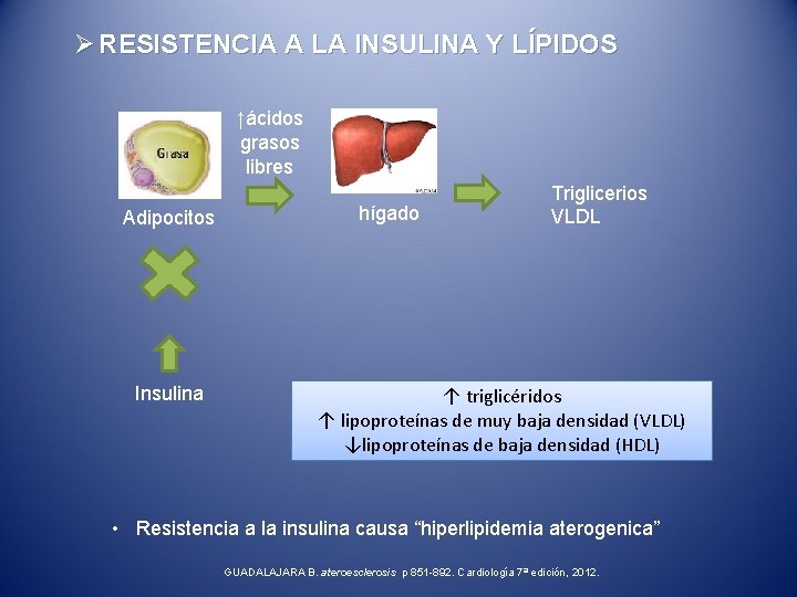 Ø RESISTENCIA A LA INSULINA Y LÍPIDOS ↑ácidos grasos libres Adipocitos Insulina hígado Triglicerios