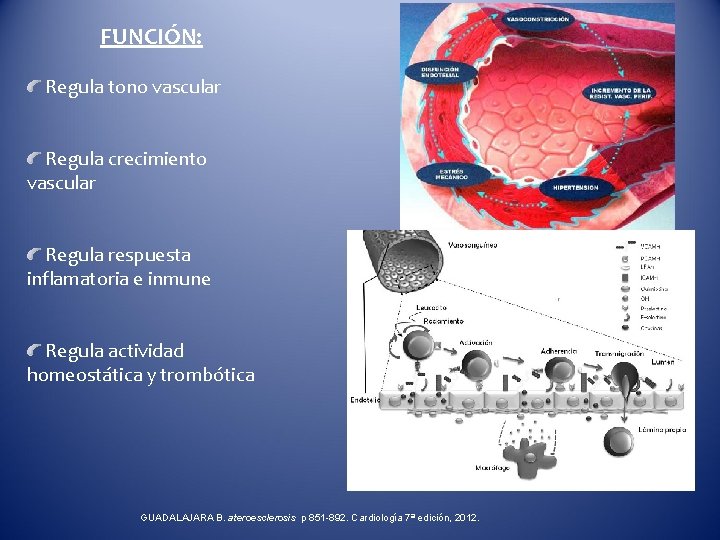 FUNCIÓN: Regula tono vascular Regula crecimiento vascular Regula respuesta inflamatoria e inmune Regula actividad