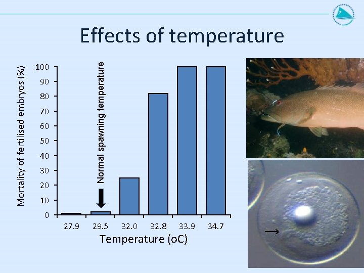 100 Normal spawning temperature Mortality of fertilised embryos (%) Effects of temperature 90 80