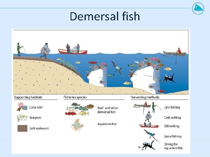 Demersal fish 