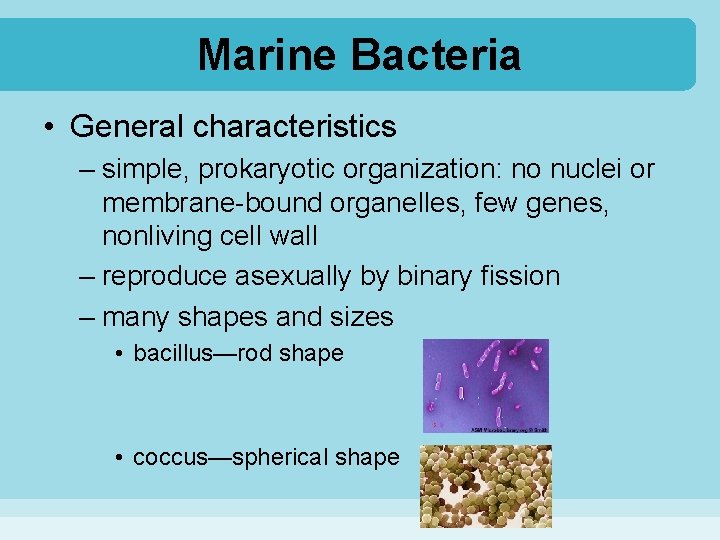 Marine Bacteria • General characteristics – simple, prokaryotic organization: no nuclei or membrane-bound organelles,