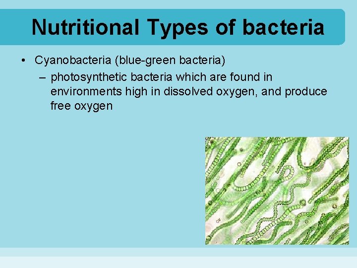 Nutritional Types of bacteria • Cyanobacteria (blue-green bacteria) – photosynthetic bacteria which are found