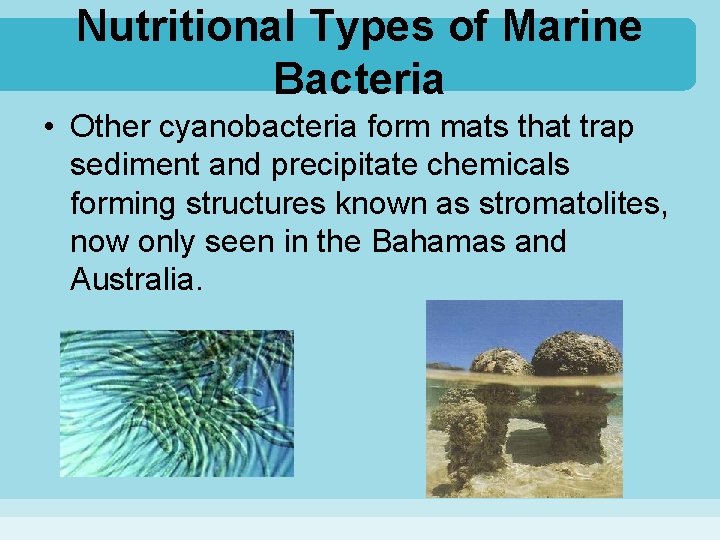 Nutritional Types of Marine Bacteria • Other cyanobacteria form mats that trap sediment and