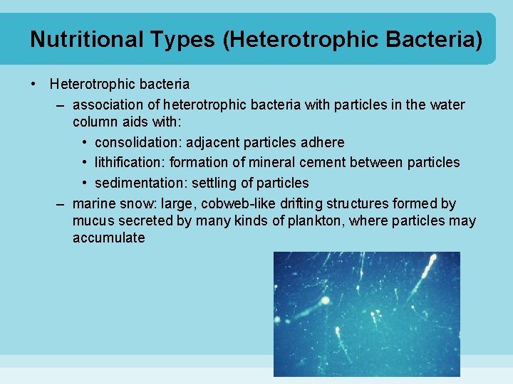 Nutritional Types (Heterotrophic Bacteria) • Heterotrophic bacteria – association of heterotrophic bacteria with particles