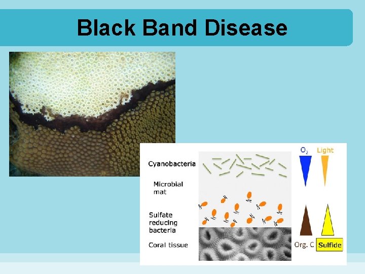 Black Band Disease 