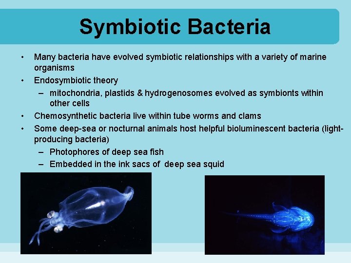 Symbiotic Bacteria • • Many bacteria have evolved symbiotic relationships with a variety of