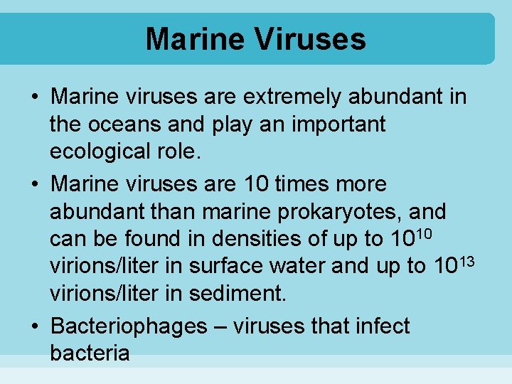 Marine Viruses • Marine viruses are extremely abundant in the oceans and play an