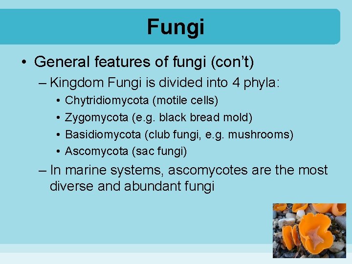 Fungi • General features of fungi (con’t) – Kingdom Fungi is divided into 4