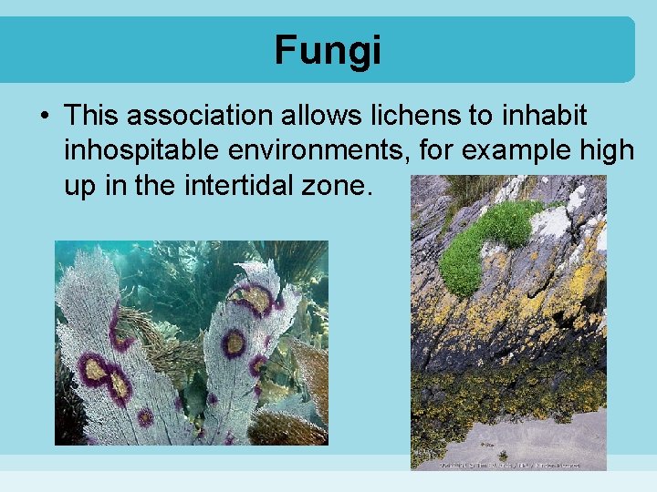 Fungi • This association allows lichens to inhabit inhospitable environments, for example high up