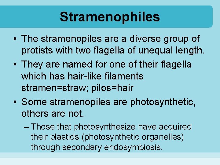 Stramenophiles • The stramenopiles are a diverse group of protists with two flagella of