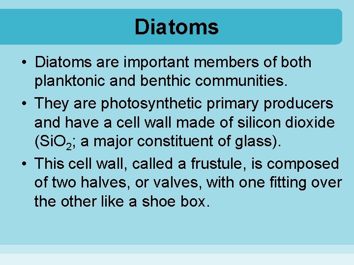 Diatoms • Diatoms are important members of both planktonic and benthic communities. • They
