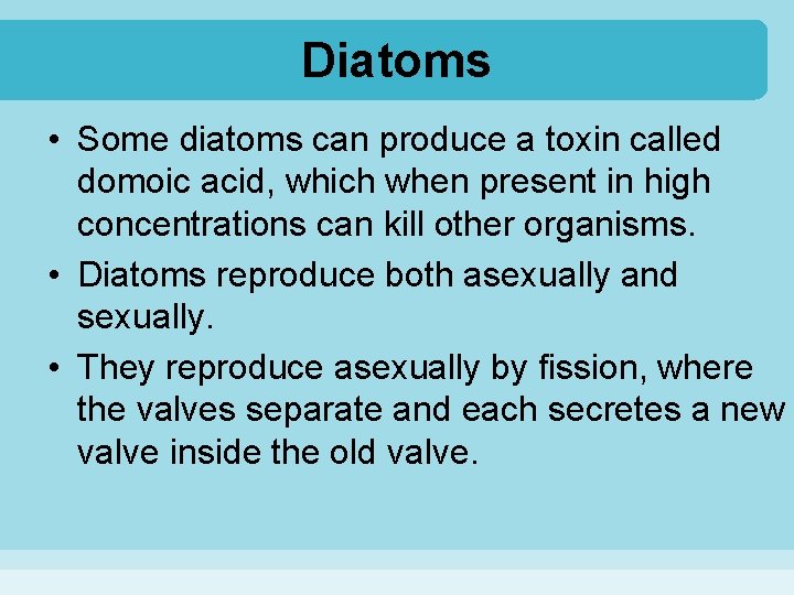 Diatoms • Some diatoms can produce a toxin called domoic acid, which when present