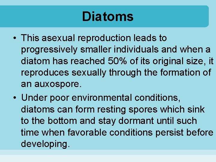 Diatoms • This asexual reproduction leads to progressively smaller individuals and when a diatom
