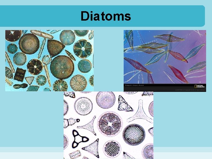 Diatoms 