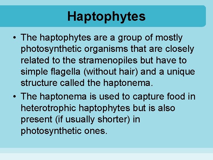 Haptophytes • The haptophytes are a group of mostly photosynthetic organisms that are closely