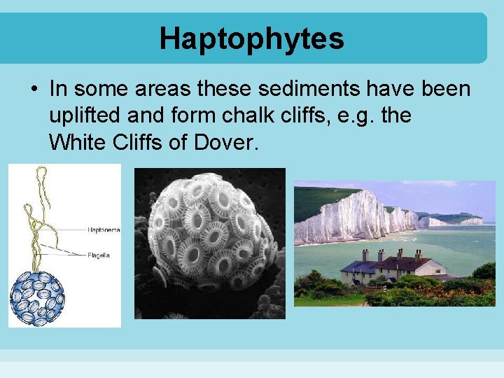 Haptophytes • In some areas these sediments have been uplifted and form chalk cliffs,