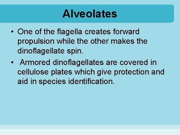 Alveolates • One of the flagella creates forward propulsion while the other makes the