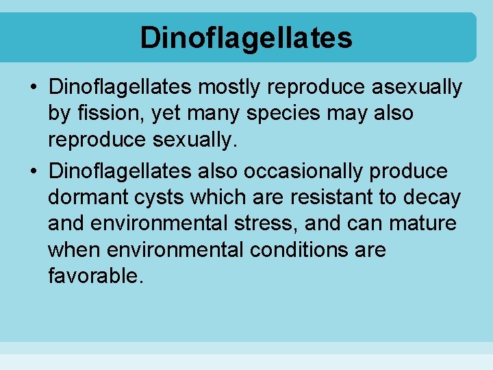 Dinoflagellates • Dinoflagellates mostly reproduce asexually by fission, yet many species may also reproduce