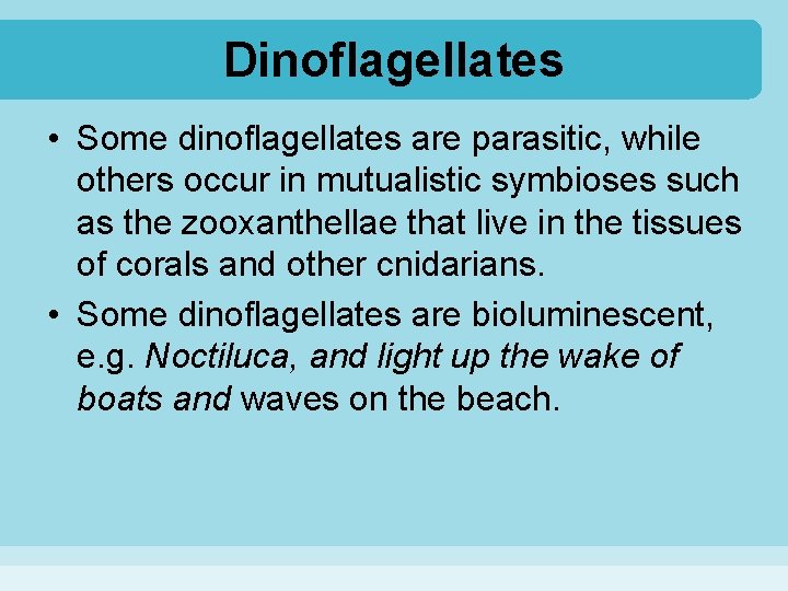 Dinoflagellates • Some dinoflagellates are parasitic, while others occur in mutualistic symbioses such as