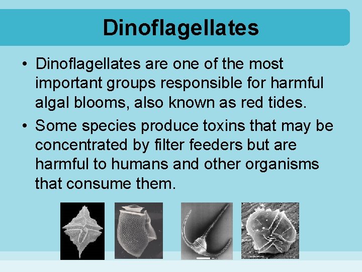 Dinoflagellates • Dinoflagellates are one of the most important groups responsible for harmful algal