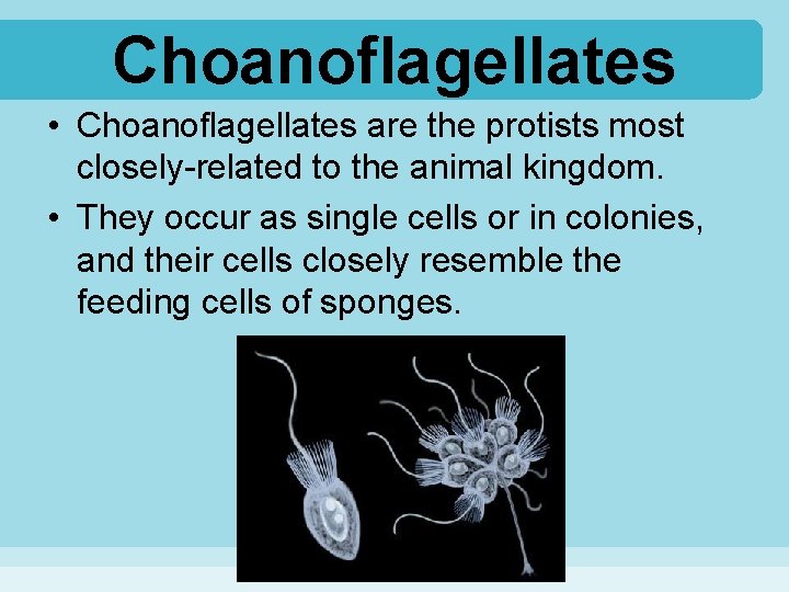 Choanoflagellates • Choanoflagellates are the protists most closely-related to the animal kingdom. • They