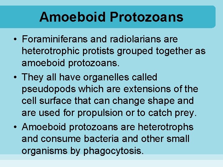 Amoeboid Protozoans • Foraminiferans and radiolarians are heterotrophic protists grouped together as amoeboid protozoans.
