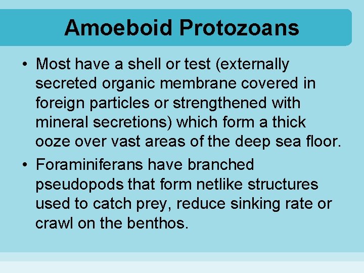 Amoeboid Protozoans • Most have a shell or test (externally secreted organic membrane covered