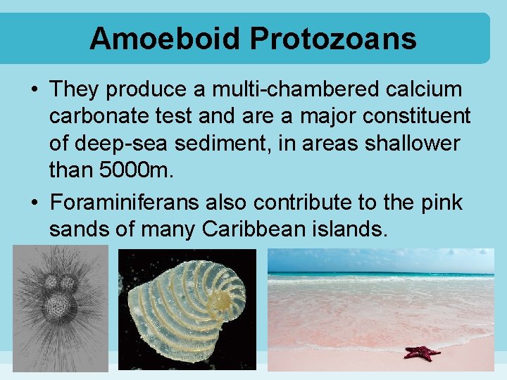 Amoeboid Protozoans • They produce a multi-chambered calcium carbonate test and are a major