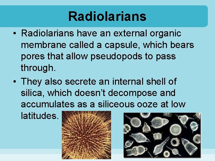 Radiolarians • Radiolarians have an external organic membrane called a capsule, which bears pores